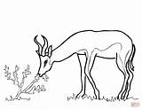 Springbok Africa South Coloring Pages Drawing Outline Printable Template Gazelle Drawings Antelope Impala Sketch sketch template