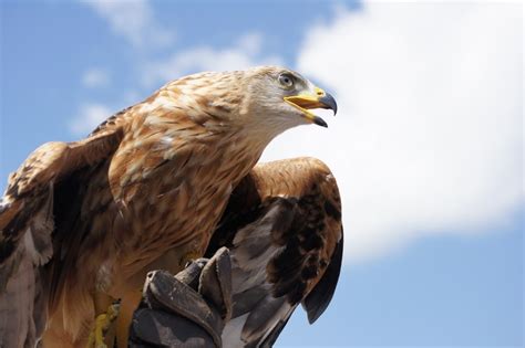 hawkwatch   drones  protect endangered golden eagles