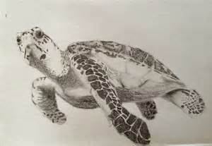 realistic sea turtle drawing  getdrawings