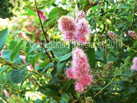 pink fuzzy flower  chloe luckin  deviantart