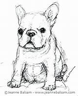 Bulldog Bulldogs Getdrawings Digi sketch template