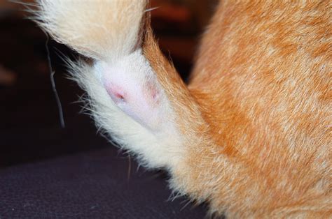 cat bite abscess part        steemit