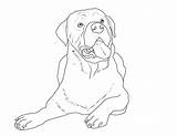 Rottweiler Ausmalbilder Hunde Welpen Malvorlage Ausmalbild Hunderassen Malen Beste sketch template