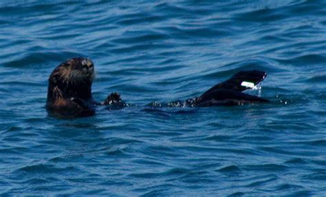 10 Amazing Sea Otter Facts Ocean Of Hope