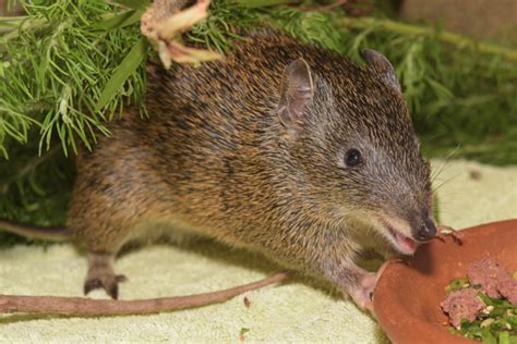 lucky bandicoot saved   trapped  roe  destruction