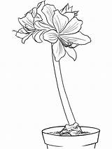Coloring Pages Amaryllis Lilac Print Recommended Getcolorings Getdrawings sketch template
