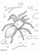 Coloring Pages Tarantula Para Colorear Spiders Color Kids Print Animals Dibujo Fun Sheets Spinnen Dibujos Animal Cienpies Animados Votes Tarántula sketch template