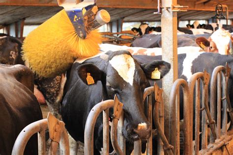 verbetering van veerkracht  de veehouderij