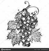 Grapes Monochrome Grape Bunches Engraving Isolated Depositphotos sketch template