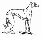 Greyhound Clipart Clip Silhouette Dog Etc Library Cliparts Gif Small Usf Edu Medium Original Large Tiff Resolution sketch template