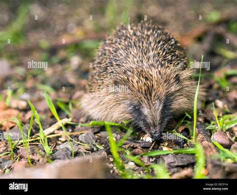 hedgehog head  stock photo alamy