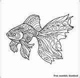 Mandala Fisch Golden Goldener Mandalas Ausmalbilder Ausmalen Ausdrucken Erwachsene Besuchen sketch template