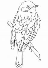 Ausmalbilder Erwachsene Vogel Mandala sketch template