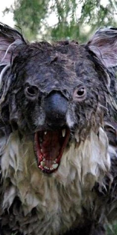 wet koala random images pinterest drop bear koalas and koala bears