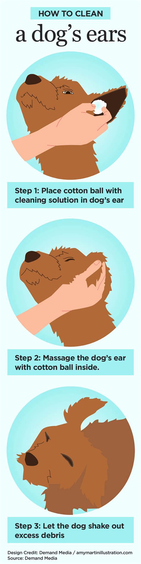 clean  dogs ears  bayerexpertcare petsweeklycom