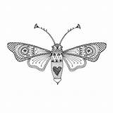 Moth Outline Coloring Vector Stress Relieve Delicate Eps Drawn Butterfly Hand Adult Book Preview sketch template