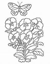 Pansies Coloring Pages sketch template