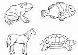 Vertebrates Chordates Zoology Definitions Montessori sketch template