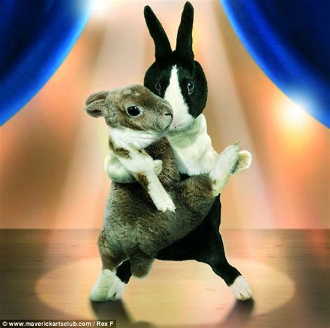 strictly come dancing bunnies calendar shows rabbits strutting their