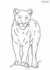 Lioness Zoo Printable sketch template