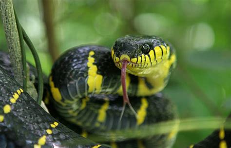 snake fangs stock  pictures royalty  images istock
