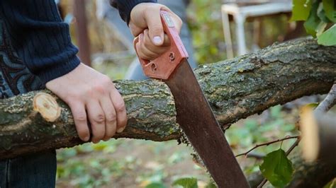 top   hand saws  cutting trees jan  reviews guide