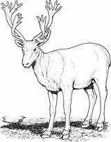 Deer Coloring Pages Caribou Realistic Buck Clipart Printable Mule Reindeer Deers Drawing Gif Categories sketch template