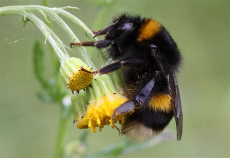 big bumble bee flickr photo sharing