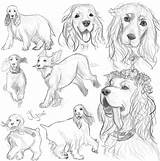 Cocker Spaniel Drawing English Dog Sketches Springer Working Getdrawings Simple sketch template