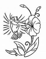 Hummingbird Hibiscus Everfreecoloring sketch template