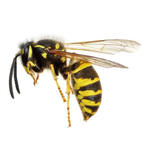 wasps facts identification control prevention