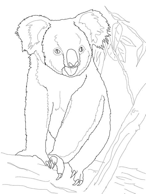 cute koala coloring page  printable coloring pages  kids