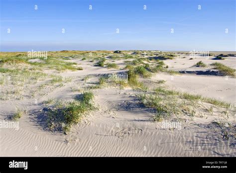 dunes  vliehorst vlieland netherlands vlieland stock photo alamy