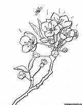 Mewarnai Bunga Gambarcoloring Terbaru Coloringcafe Sketsa Rebanas Menawan Gambartop Seri Pemandangan Drawingboardweekly Prunus Coloringpagebase sketch template