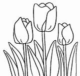 Coloring Tulips Tulip Pages Drawing Flowers Cultivated Ready Spring Line Crafts Simple Print Drawings Step Kids Getdrawings Craft Artistic Pencil sketch template