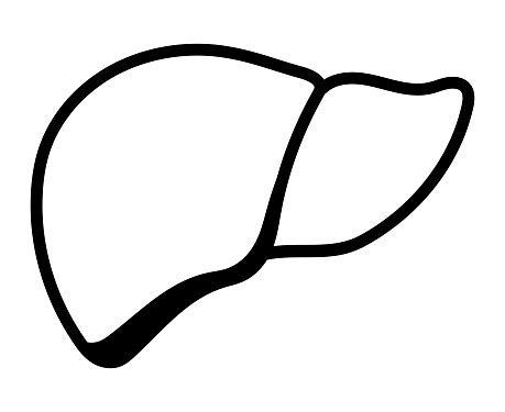 human liver isolated vector illustration stock illustration  image  black
