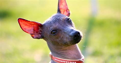 xoloitzcuintli petful