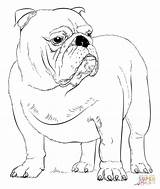 Coloring English Bulldog Pages Draw Puppy Printable French Drawing Dogs Dog Step Georgia Buldog Bulldogs Drawings Template British Realistic Kids sketch template