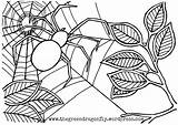 Coloring Busy Pages Getcolorings Spider sketch template