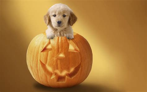 schattig jong hondje  een pompoen achtergronden