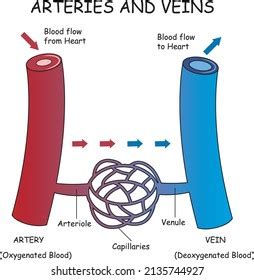 arteries veins  capillaries diagram