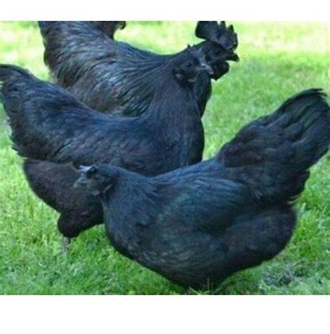 daulat farms kadaknath and desi chicken hatchery home