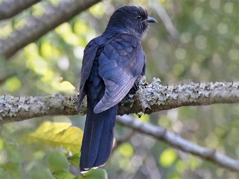 black cuckoo ebird