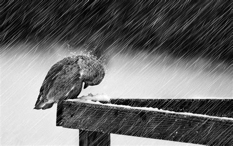 bird   rain sad songs photo  fanpop