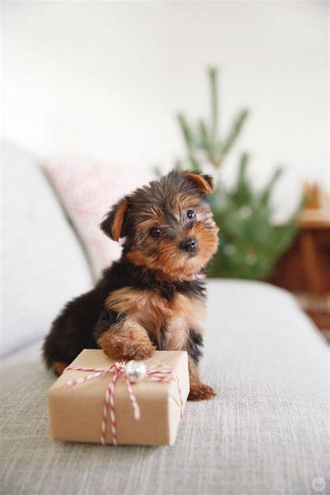 cutest christmas puppies  earth pictures dogtime