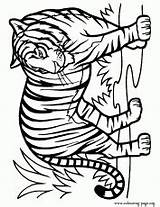 Tigre Colouring Tigers Tigres Ausmalbild Infantiles Animalitos Siluetas Pirograbado Colorear Clipartmag Letzte sketch template