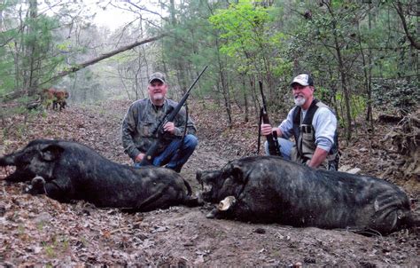 image gallery hog hunting hogs