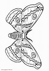 Moth Hawk Butterfly Brighten sketch template