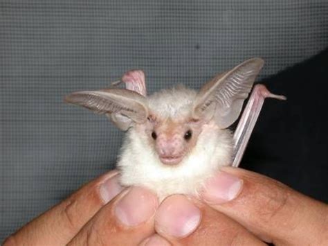 white bat