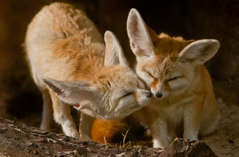 animal  fennec fox